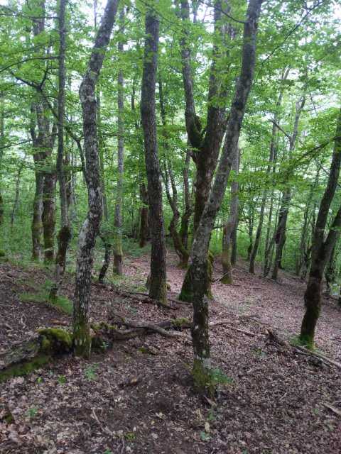 IMG-1593862528706