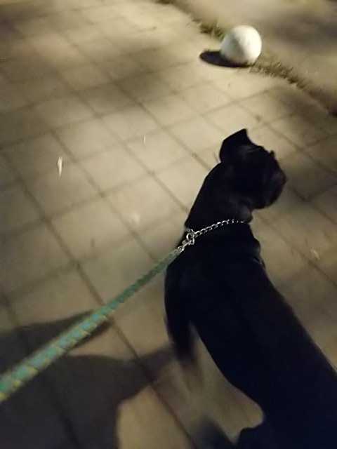 IMG-1595287045708